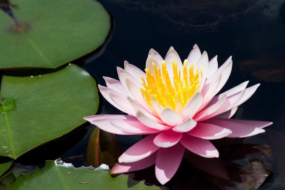 Comment créer un jardin de plantes aquatiques